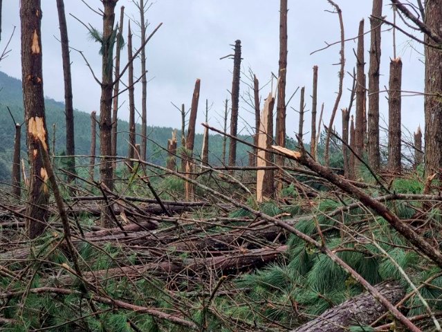 Tornado destrói plantação de pinus e eucaliptos em SC, diz meteorologista