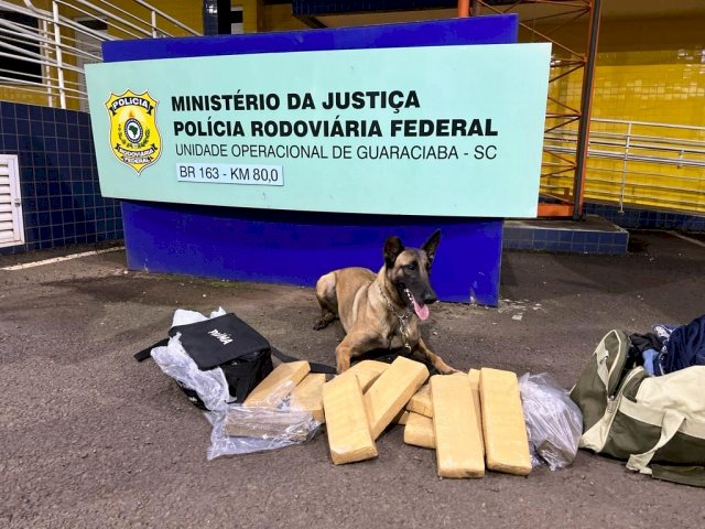 Polícia Rodoviária Federal apreende 11,830kg de maconha em ônibus em Guaraciaba