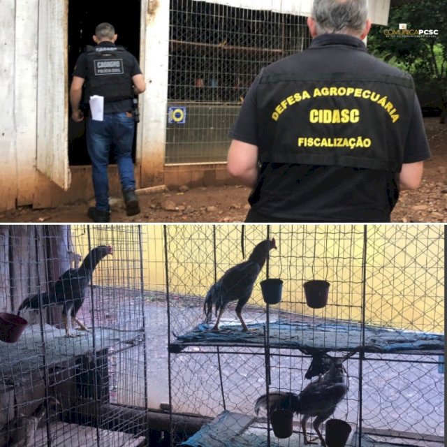 Homem é preso e 150 animais são apreendidos no Oeste de SC