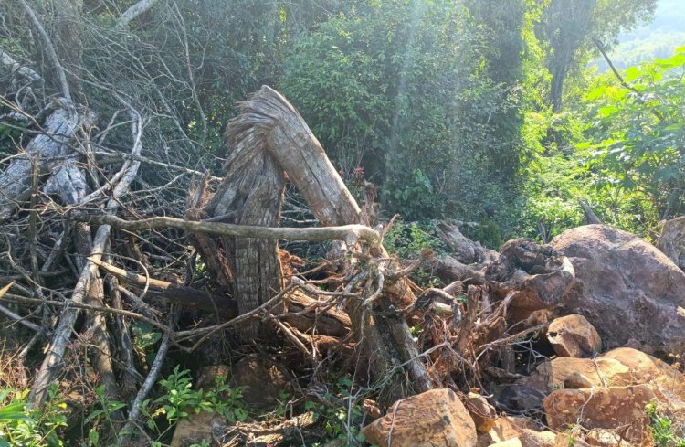 3º Batalhão Ambiental da Brigada Militar flagra destruição de vegetação nativa em Pinheirinho do Vale