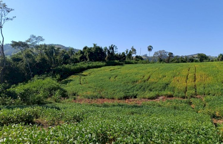 3º Batalhão Ambiental da Brigada Militar flagra destruição de vegetação nativa em Pinheirinho do Vale