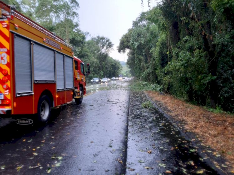 Ventos fortes derrubam árvores e interditam trânsito na BR-282