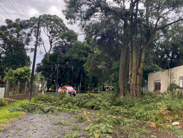 Ventos fortes derrubam árvores e interditam trânsito na BR-282