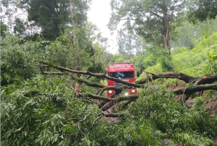 Temporal de verão derruba pelo menos oito árvores no interior de São João do Oeste