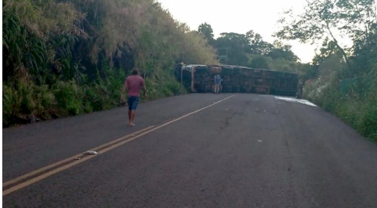 Trânsito totalmente bloqueado na RSC-472 após tombamento de carga de suínos